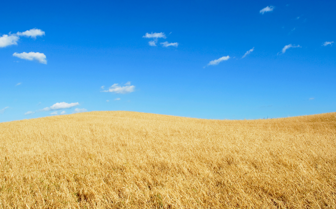 Ukrainian wheat field under clear blue sky, symbolising the national flag and the country's natural beauty and pride, Ukrainian flag, ukraine flag, flag of ukraine
